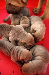 Shar pei reinrasig mit pedigre