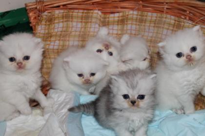 Reinrassige Perserkatzen