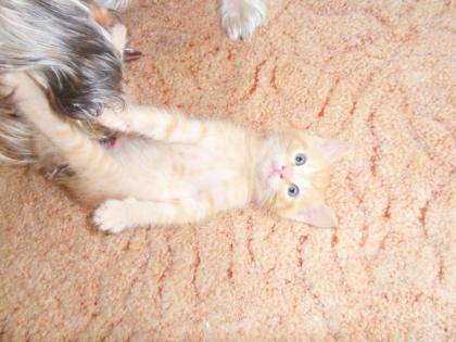 3 Rote Kater und eine Glückskatze suchen genau Dich