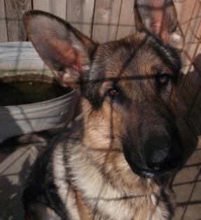 Deutscher Schäferhund sucht neues Zuhause