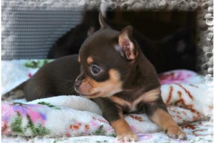 Typv. ges. Kurzh und lange Haare. Chihuahua Schoko männlichen und weiblichen, Wel