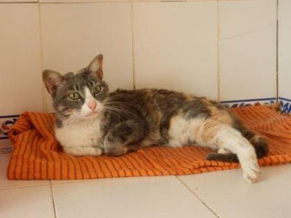 Schöne Katzen, Kater warten in unserem Tierheim und auf der Pflegestelle auf ein