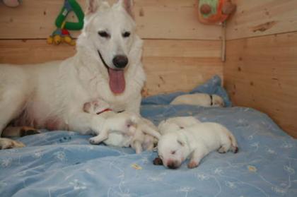 Weisse Schäferhund-Welpen sind Da