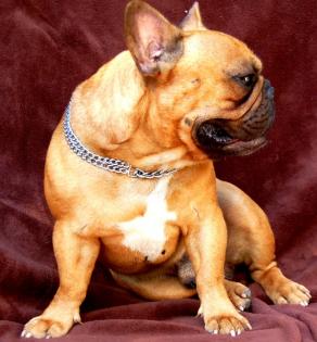 Französische Bulldogge mit FCI Stammbaum