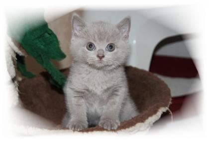 Süßes reinrassiges BKH Kitten mit Stammbaum,