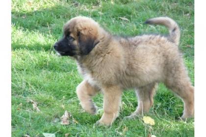 12 - Wochen alte sehr schöne Leonberger - Mädels mit Papieren abzugeben