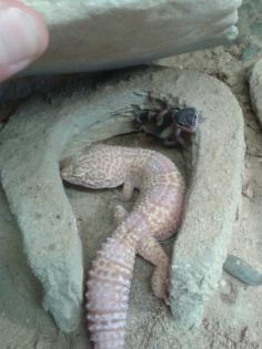 Leopardgeckos mit Nachzuchten 9/12 vergesellschaftet Terrarium