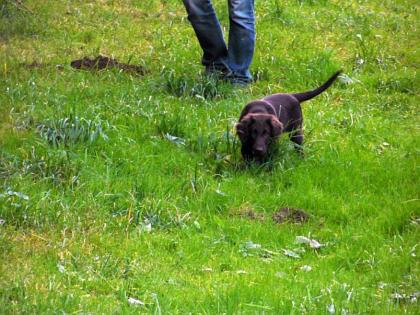 Braune Flat coated Retriever Welpen