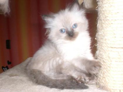 Noch eine Ragdoll Knutschkugel Ende Nov. zu vergeben