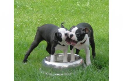 Wunderschöner Boston Terrier Rüde mit FCI-Papieren