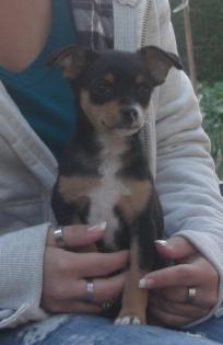 Deckrüde zwergpinscher
