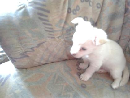 Süße Chihuahuawelpen zu verkaufen