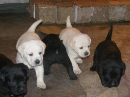 SÜSSE LABRADOR WELPEN
