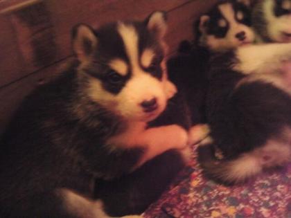 Huskywelpen suchen neuen Besitzer.
