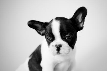 Französische Bulldogge Welpen