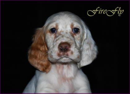 Hündin English Setter