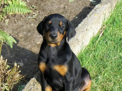 Top Dobermann Welpen Hund mit Papieren