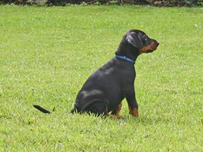 Top Dobermann Welpen Hund mit Papieren