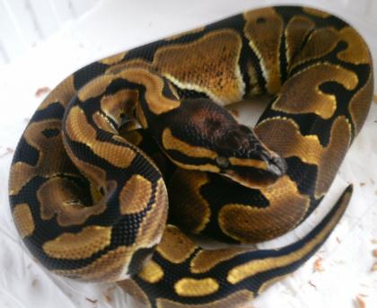 Python regius ENZ 2021