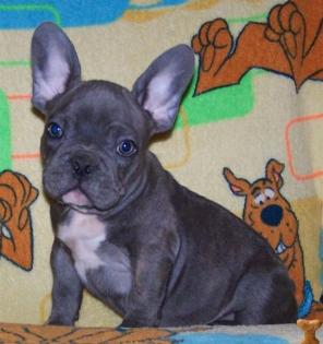 Französische Bulldoggen Welpen - weiß/schwarz