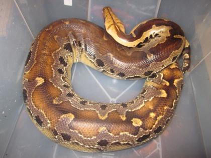 1. 0 Python breitensteini Blutpython
