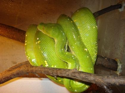 Morelia viridis Aru