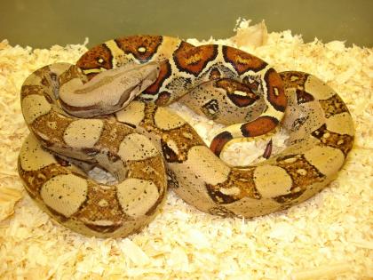 Pastell Boas