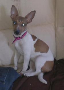 Diva Jack Russel Hündin sucht neues Zuhause