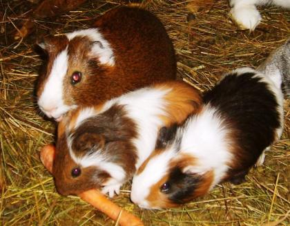 Meerschweinchen