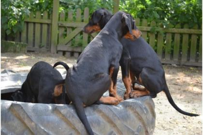 Reinrassige Dobermannwelpen mit VDH-Papieren