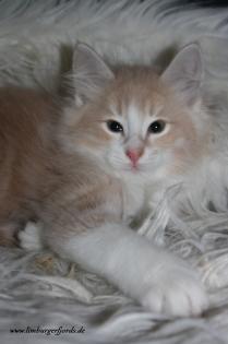 Norwegische Waldkatze sucht neues Zuhause