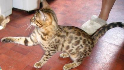 Weihnachten Bengal-Katzen mit Stammbaum