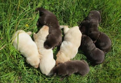 Labrador- Welpen schwarz, Chocolate braun und blonde kinderlieb zutraulich