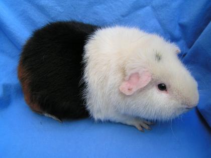 Geprüfte Hobbyzucht gibt Rasse - Meerschweinchen ab