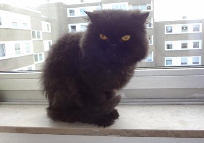 Ein süsser Kater sucht ein neues Zuhause