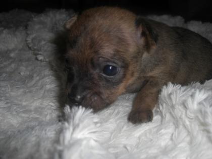Mini Chihuahuas