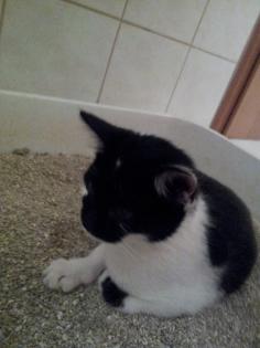 Suche eine/n junge Katze/r