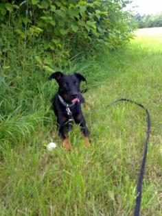 Dobermannmischling sucht dringend neues zu Hause