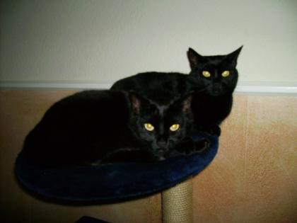 2 Katzen-Seniorinnen 11 J. schweren Herzens abzugeben
