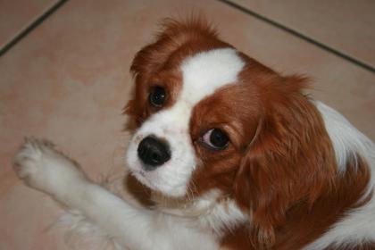 Deckrüden für eine Cavalier King Charles Spaniel Dame gesucht