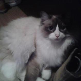 Junger Ragdoll Kater sucht dringend neues Zuhause