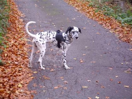 Spyke, 8 Monate alter Dalmatiner sucht ein Zuhause