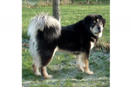 Tibet Dogge - Wir erwarten im Januar 2021 Do Khyi Welpen