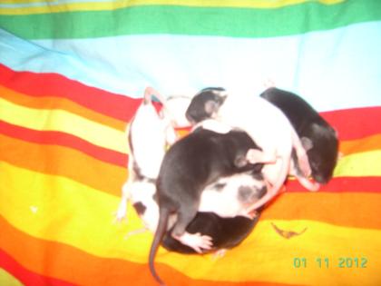 Rattenbabys Dürfen Ausziehen 8 weibchen, 9 Männchen - Jetzt Reservieren