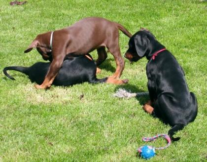 Reinrassige Dobermann Welpen mit Papieren