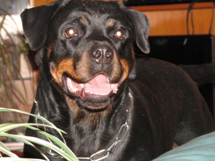 Muss mich schweren Herzen meine Rottweiler Hündin abgeben