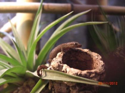 Lepidodactylus lugubris Junferngecko