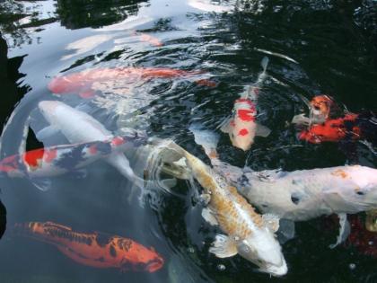 Teichbau für ihre Koi