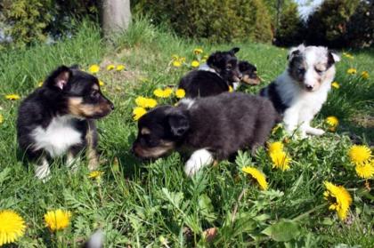 Traumhund gesucht Sheltie welpen der Extraklasse.