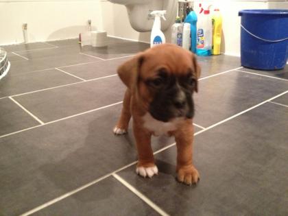 Boxerwelpen Mix 5 Wochen alt jetzt reservieren